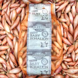 Baby Echalion Shallots