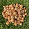 Pickling Onions - Baby Size (20-35mm) - 2